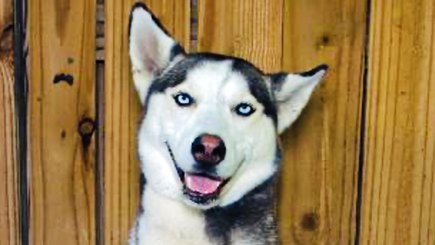 Meet Rufus: The One-Year-Old Husky Who Learns Commands at Lightning Speed