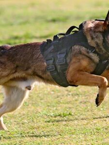 Police K-9 Event in Coral Springs Showcases Award Winners