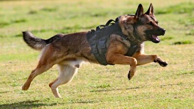 Over 100 Police K-9 Teams Compete at USPCA Region 1 Field Trials in Coral Springs' Super Bowl of K-9 Shows
