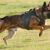 Over 100 Police K-9 Teams Compete at USPCA Region 1 Field Trials in Coral Springs' Super Bowl of K-9 Shows