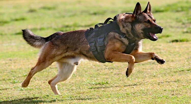 Police K-9 Event in Coral Springs Showcases Award Winners