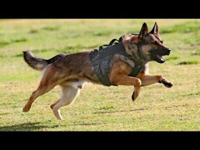 Video Thumbnail: United States Police K 9 Field Trials n Coconut Creek