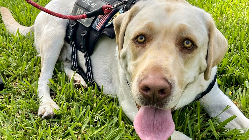 Coral Springs Labrador Competes in the Final Stage of 2023 American Hero Dog Awards