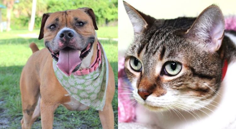 Buttons and Ginger Bear Need Forever Homes