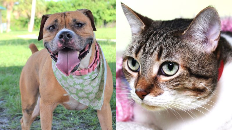 Furry Friends Buttons and Ginger Bear Need Forever Homes