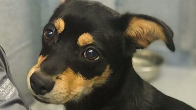 Coral Springs Police Department's Humane Unit Hosts Pet Food Drive