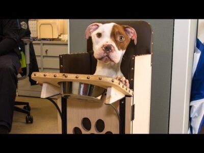 Coral Springs Police Department's Humane Unit Hosts Pet Food Drive