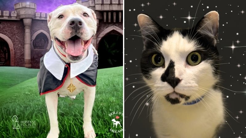 Adorable Pets Seek Forever Homes for the Holidays and Beyond