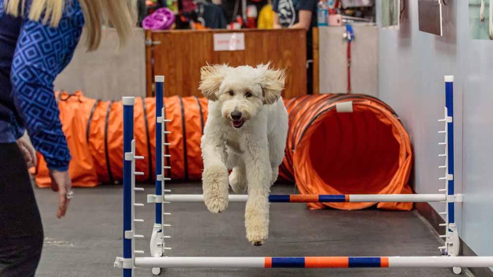 Zoom Room's Grand Opening Unleashes a New Era of Dog Training Fun