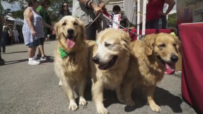 Experience the Magic of Art and Community at Coral Springs' 18th Annual Festival of the Arts & GardenFest