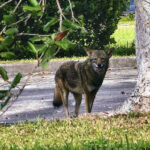 Coral Springs Holds Meeting to Educate Residents About Coyotes