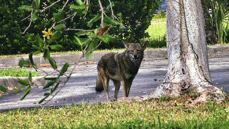Coral Springs Invites Residents to Learn About Coexisting with Coyotes
at City Hall Meeting