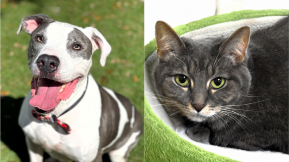 Seeking Forever Homes: Meet Flash and Sweetie at the Humane Society of Broward County
