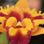 Register for Orchid Classes at Sawgrass Nature Center for Some Blooming Knowledge