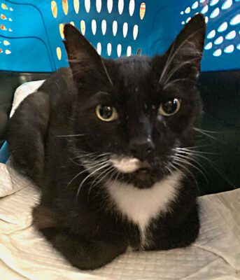 "Amazing": Cat Missing From Coral Springs Home for a Year Finds His Way Back to Owner