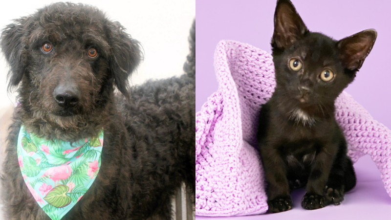 The Humane Society of Broward County Wants You To Meet Max and Chip Your New Best Friends