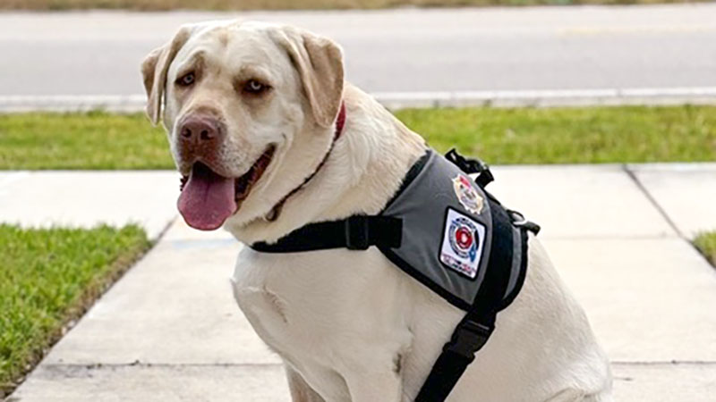 Broward’s Best Boy Eyes National Hero Dog Crown