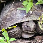 Former Mayor Gold Leads Tour of Sandy Ridge Sanctuary October 5