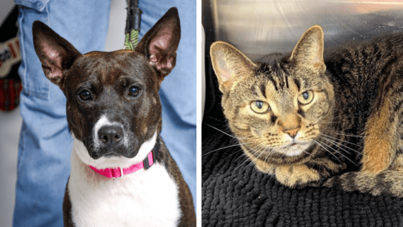 Meet Malibu and Stella: Broward County Animal Care’s Pets of the Week