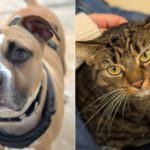 Meet Broward County Animal Care’s Pets of the Week: Joe and Jellybean