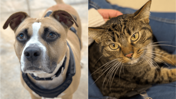 Meet Broward County Animal Care’s Pets of the Week: Joe and Jellybean