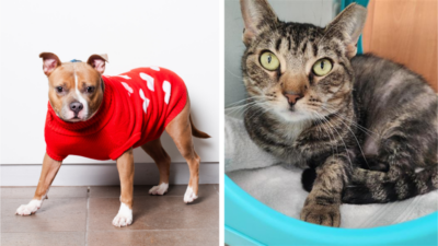 Meet Broward County Animal Care’s Pets of the Week: Lara and Auntie Anne Need Forever Homes