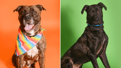 Meet Valentino and Chazz: Broward County’s Pets of the Week Need Forever Homes