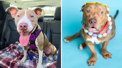 Broward County Animal Care Pets of the Week: Meet Jupiter and Flounder