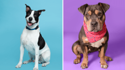 Meet Justice and Roscoe: Two Sweethearts at Broward County Animal Care Looking for Their Forever Homes