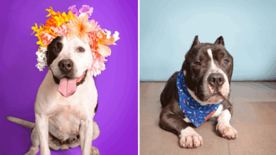 Terra and Harry, Two Loving Dogs, Await Forever Homes at Broward County Animal Care