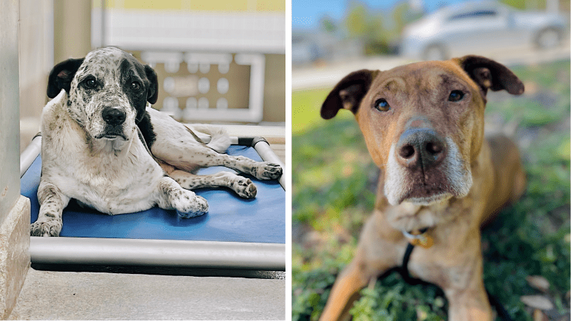Best Buds Biff and Doc Hope to Find a Home — Together or Apart 6 Best Buds Biff and Doc Hope to Find a Home — Together or Apart 4