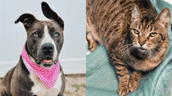 Send Your News to Coral Springs's #1 Award-Winning News Site Here. Don’t Miss Parkland Talk, Tamarac Talk, Coconut Creek Talk, Margate Talk, and Sunrise FL Talk