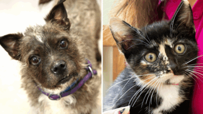 Meet Big Mac and Monroe: Two Adorable Pets Ready for Adoption at the Humane Society of Broward County