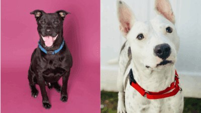 Mushu and Barkoncé