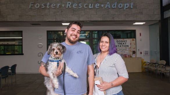 Animal Care Marks Record Year in Pet Adoptions, Reunions, and Rescues