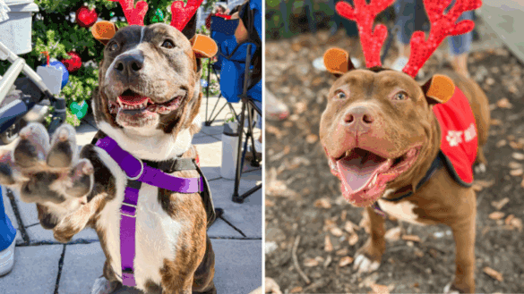 Meet Broward County Animal Care’s Pets of the Week: Missy and DJ Qualls