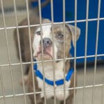 Holiday Event Waives Adoption Fees as Broward County Works to Empty Crowded Shelters