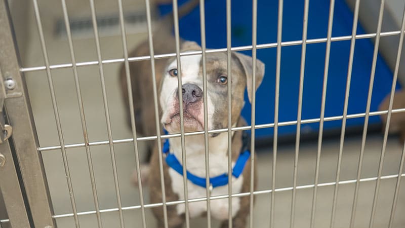 Holiday Event Waives Adoption Fees as Broward County Works to Empty Crowded Shelters