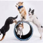 Mutts Gone Nuts! Comedy Dog Show Set for Jan. 17 at Coral Springs Center for the Arts