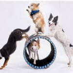 Mutts Gone Nuts! Comedy Dog Show Set for Jan. 17 at Coral Springs Center for the Arts