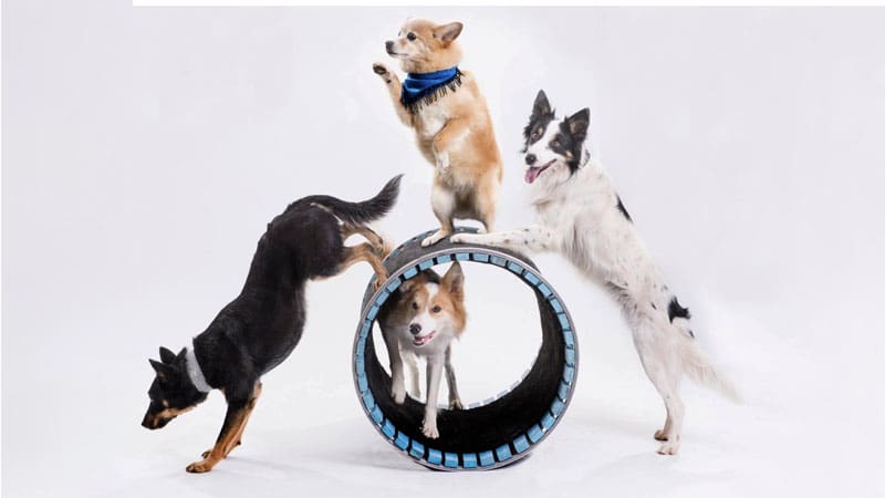 Mutts Gone Nuts! Comedy Dog Show Set for Jan. 17 at Coral Springs Center for the Arts