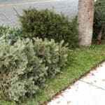 Coral Springs Offers Multiple Options for Christmas Tree Disposal and Recycling