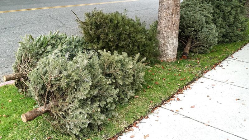 Coral Springs Offers Multiple Options for Christmas Tree Disposal and Recycling