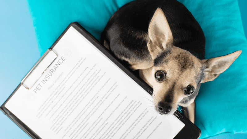Daley, Jones File Bills to Boost Transparency in Pet Insurance