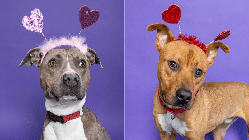 Fall in Love This Valentine’s Day as Broward County Animal Care Brings Back “Plenty of Pets” Adoption Promotion • Coral Springs Talk