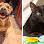 Ponyboy and Pepper Lead This Week’s Adoptable Pets at Broward County Animal Care