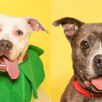Broward County Animal Care Highlights Kelly and Brownie for Adoption