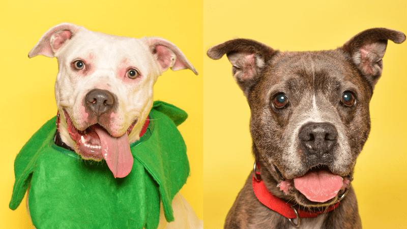 Broward County Animal Care Highlights Kelly and Brownie for Adoption