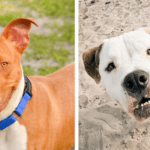 Dice and Sebastian Await Forever Homes at Broward County Animal Care