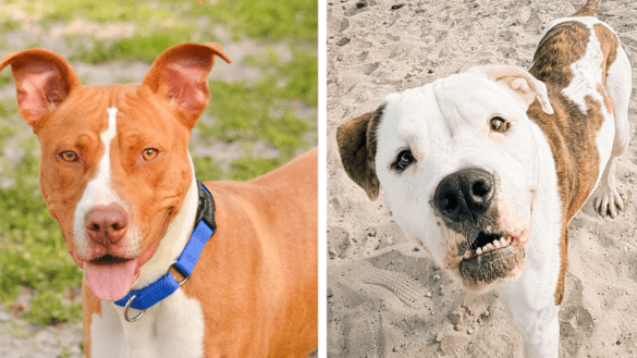 Dice and Sebastian Await Forever Homes at Broward County Animal Care